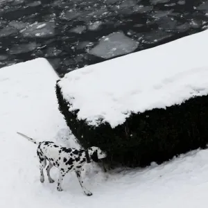 A dalmatian dog sniffs a hedge at embankment of frozen river Spree in Berlin A dalmatian dog sniffs a hedge at embankment of frozen river Spree in Berlin