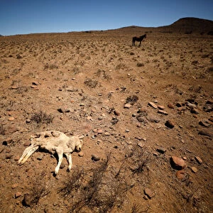 Dead lamb lies in the veld on a farm near drought-stricken Graaff-Reinet