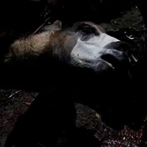 A dead Llama is seen during a ceremony to bless the mine by offering animal sacrifice as