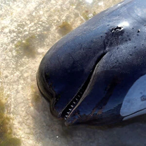A dead pilot whale lies on a sandbank after one of the countrys largest recorded mass