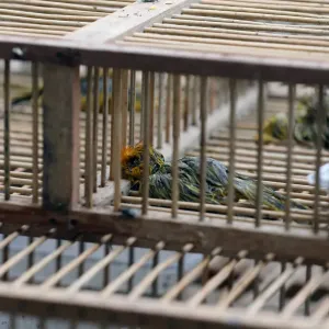 Dead saffron finch birds are seen in cages, after Peruvian authorities rescued over 500