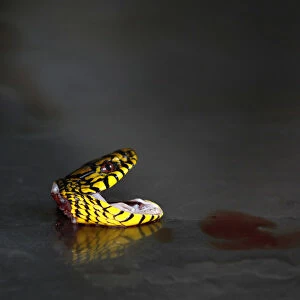 A decapitated head of a snake is seen at a snake farm in Zisiqiao village