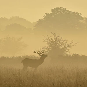 A deer barks in the early morning mist in Richmond Park in south west London