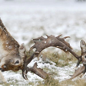 Deer clash antlers as snow falls in Richmond Park in London