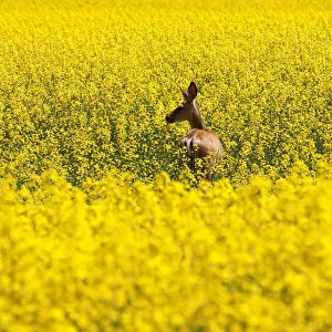 A deer feeds in a western Canadian canola field which are in full bloom this week