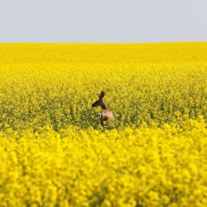 A deer feeds in a western Canadian canola field that is in full bloom before it will be