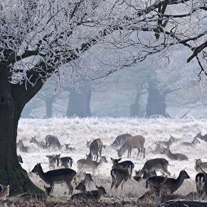 Deer graze on a frosty morning in Richmond Park in London