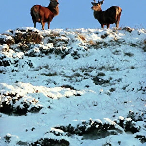 Two deer look down from the top of a snow-covered hilltop near Braemar in the Scottish
