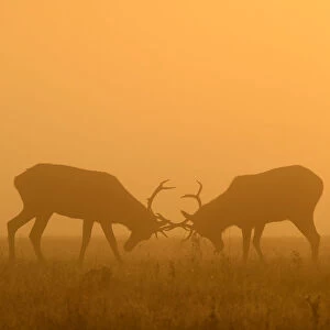 Deer are seen clashing antlers during the rutting season in the early morning at Richmond Park