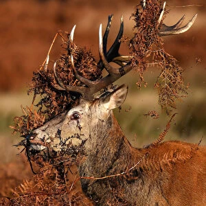 A deer is seen covered in bracken undergrowth as it prepares to clash with a rival