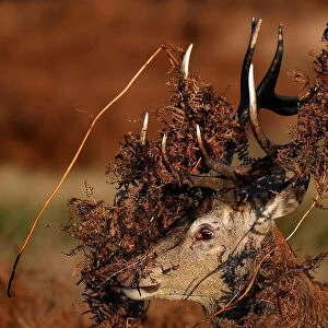 A deer is seen covered in bracken undergrowth as it prepares to clash with a rival