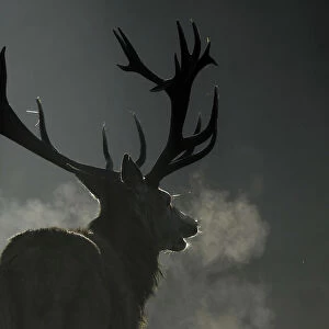 A deer is seen in the early morning mist in Richmond Park, west London