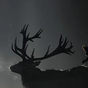 A deer is seen in the early morning mist in Richmond Park, west London