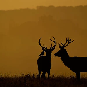 Deer are seen during the early morning at Richmond Park, west London, Britain