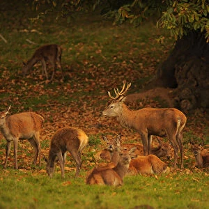 Deer are seen during their rutting season in the Studley Royal park near Ripon