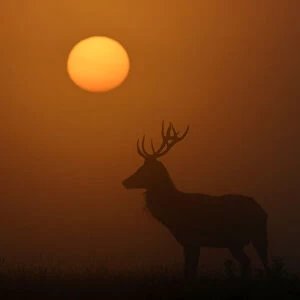 A deer is seen with the sun rising behind at dawn in Richmond Park, west London, Britain
