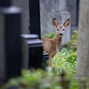 A deer is seen between tombstones at the old jewish part of the Zentralfriedhof cemetery