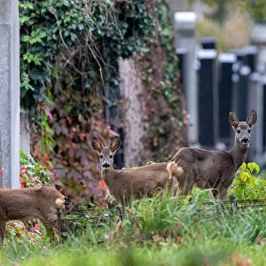 Deer are seen between tombstones at the old jewish part of the Zentralfriedhof cemetery