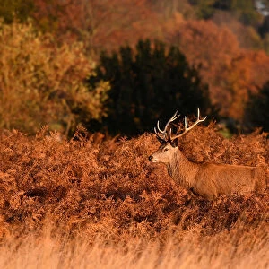 A deer stag is seen in the early morning light in Richmond Park, west London, Britain