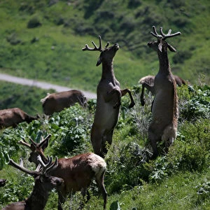 Deers graze at maral farm in Kasymbek gorge in Kazakhstan