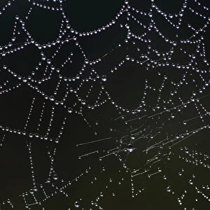 Dew drops are seen hanging on a spider web in Vertou near Nantes