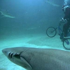 A diver in a Santa Claus costume rides a bicycle in a shark aquarium at Jakarta s