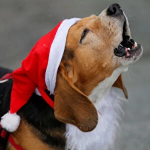 A dog dressed in Santa Claus costumes take part in the Santa Claus Run in Budapest