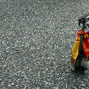 Dog dressed with scarf of Portugal national team stands on street after World Cup