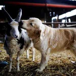 A dog licks the head of a Jacob sheep, in Ramot Naftali