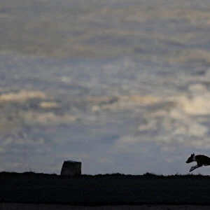 A dog runs during a surf session at Praia do Norte in Nazare