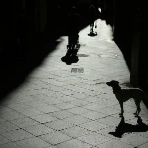 A dog is seen in the central Andalusian capital of Seville A dog is seen in the central Andalusian capital of Seville