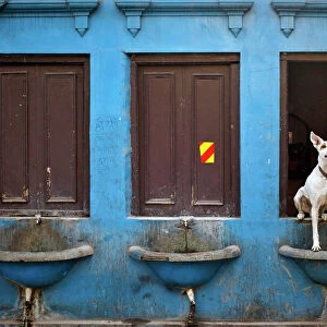 Dog sits over a drinking water basin along a road in Delhi