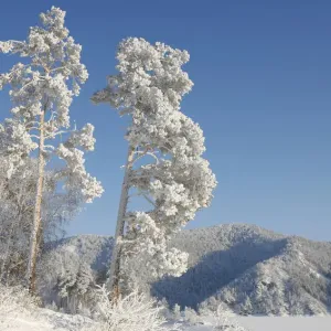 A dog stands under trees covered with heavy hoarfrost and snow on a bank of the frozen A dog stands under trees covered with heavy hoarfrost and snow on a bank of the frozen