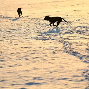 Dogs chase each other in the snow on Clapham Common in London