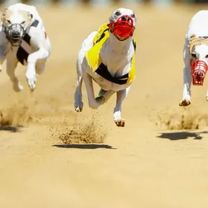 Dogs compete during an annual international dog race in Gelsenkirchen
