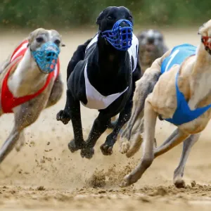 Dogs compete during an annual international dog race in Gelsenkirchen