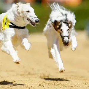 Dogs compete during an annual international dog race in Gelsenkirchen