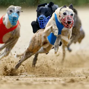 Dogs compete during an annual international dog race in Gelsenkirchen