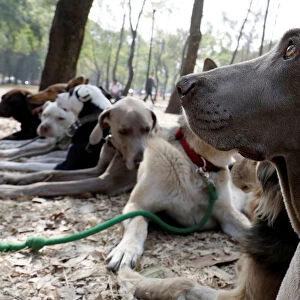 Dogs are pictured during a training session run at a park