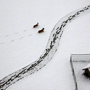 Two dogs walk through snow past a dog house after a heavy snowfall overnight in Beijing