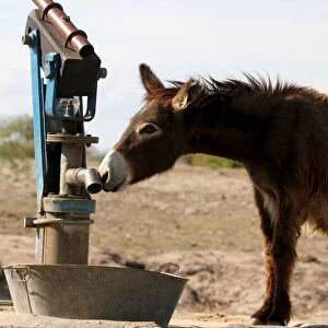 A donkey searches for water at a dry borehole in rural Masvingo
