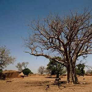 A donkey stands next to a baobab tree in Nedogo village near Ouagadougou