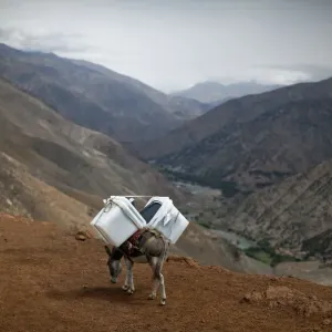 A donkey transports ballot boxes to villages unreachable by vehicles in Panjshir province