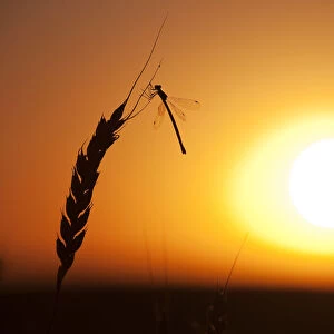 A dragonfly lands on a stalk of wheat ready for harvest during sunset on the Canadian