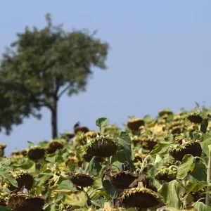Dry sunflowers are pictured on a field near Grossengersdorf in Lower Austria province Dry sunflowers are pictured on a field near Grossengersdorf in Lower Austria province