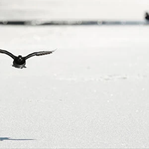 A duck flies over a frozen section of the Oxford Canal near Oxford