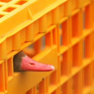 Duck peers out of a cage before receiving a vaccination against bird flu at the Zwin