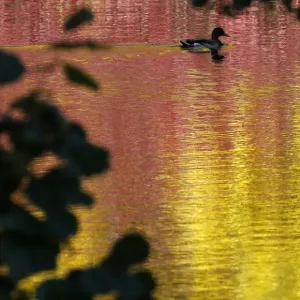 A duck swims in a pond at a park in central St. Petersburg A duck swims in a pond at a park in central St. Petersburg