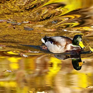 A duck swims at Tiergarten park in Berlin