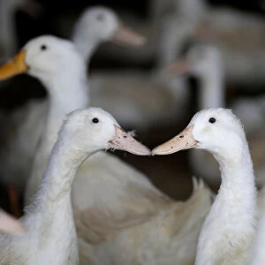 Ducks are pictured at a farm in Jiaxiang county
